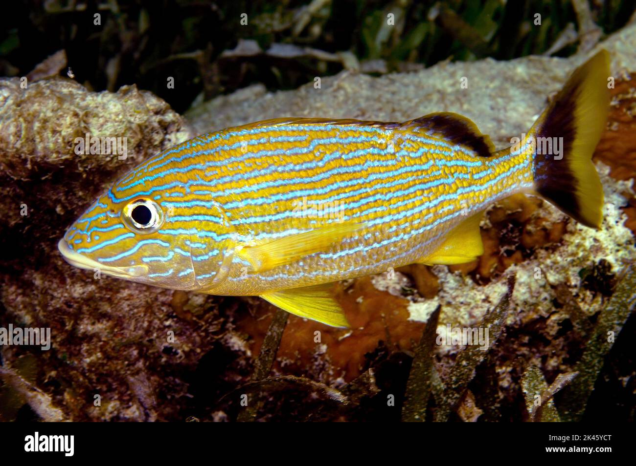 A beautiful blue striped grunt swimming along a reef in Roatan Honduras looking for food. Stock Photo