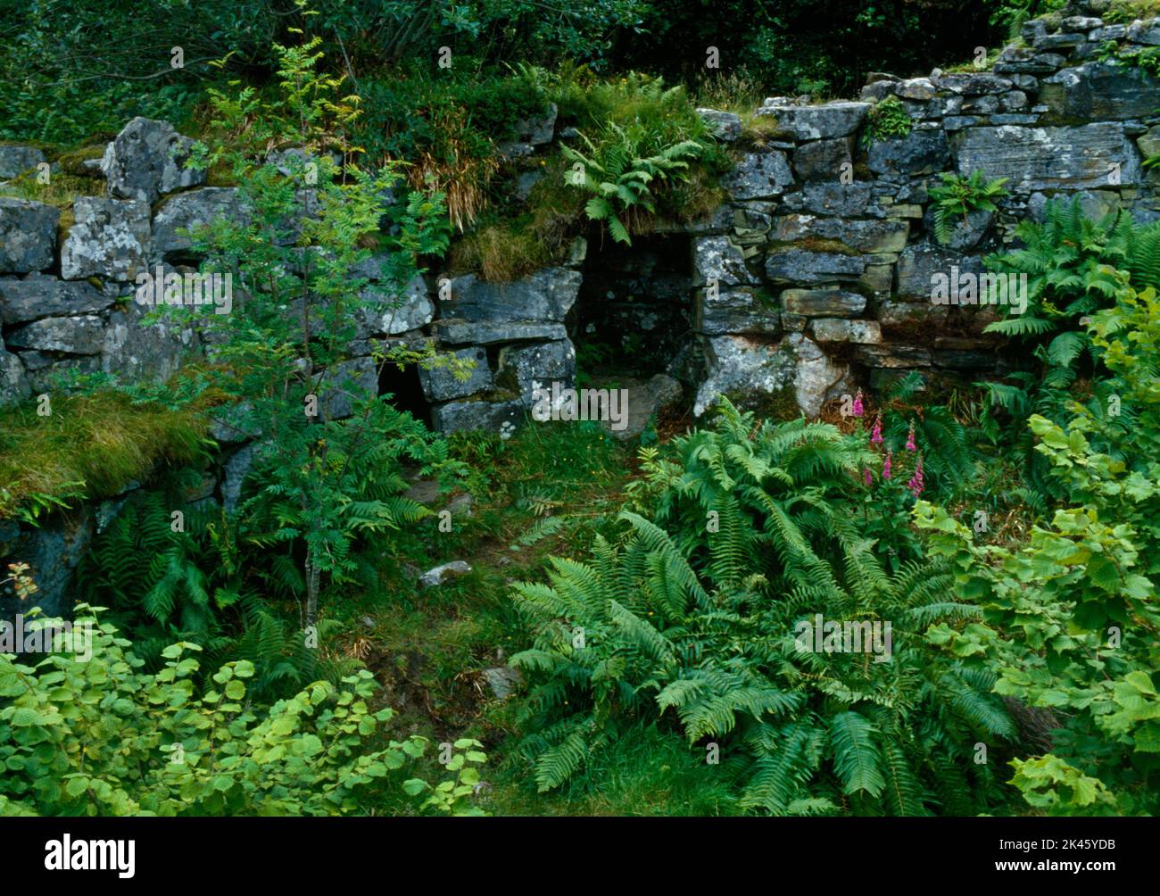 View E of interior walling of Caisteal Grugaig Iron Age broch, Lochalsh, Scotland, UK, showing entrances to stairway & a cell (L) in the double wall. Stock Photo