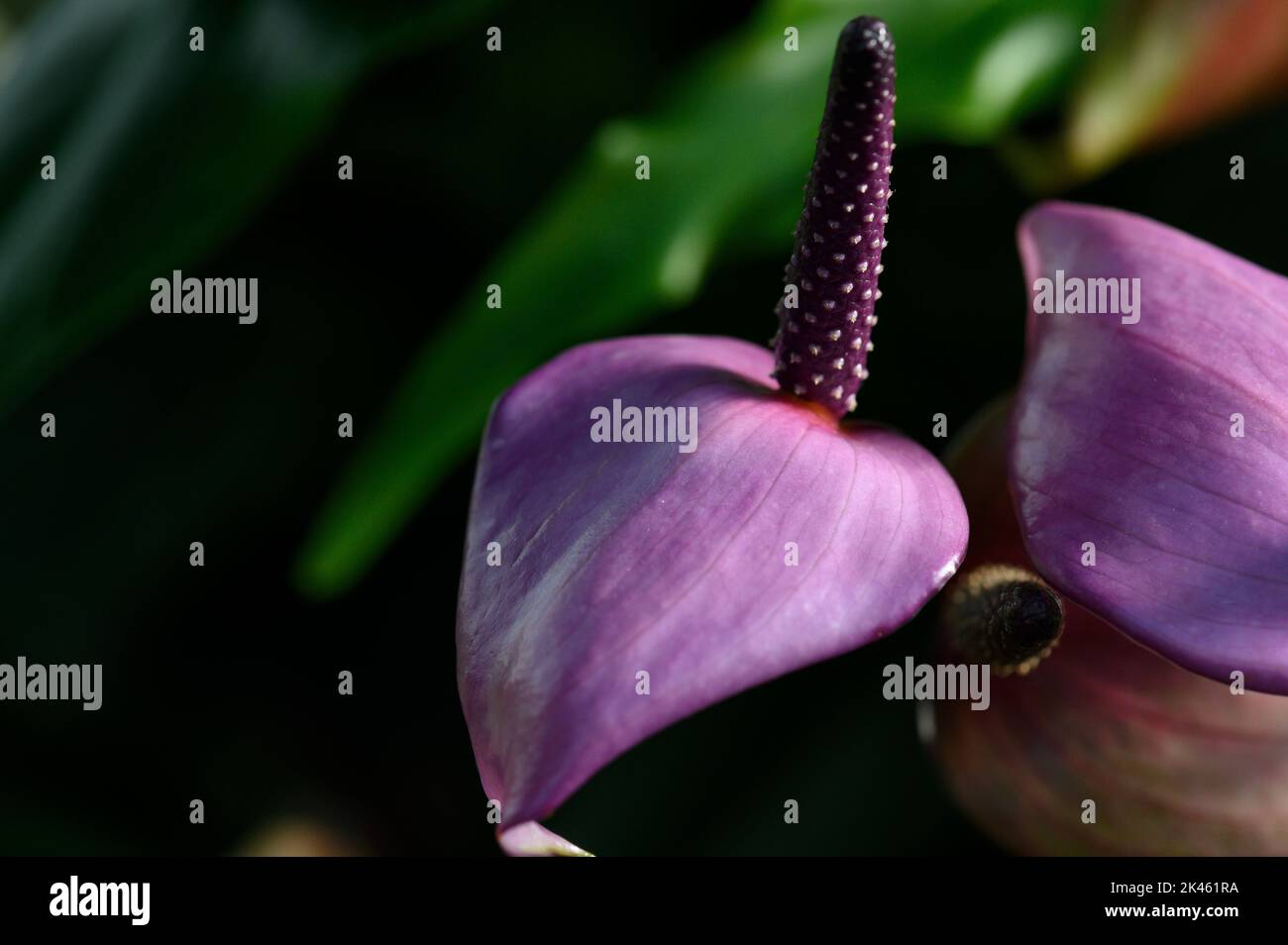 Water Arum 2019 Orchid Festival at Kew Gardens Stock Photo