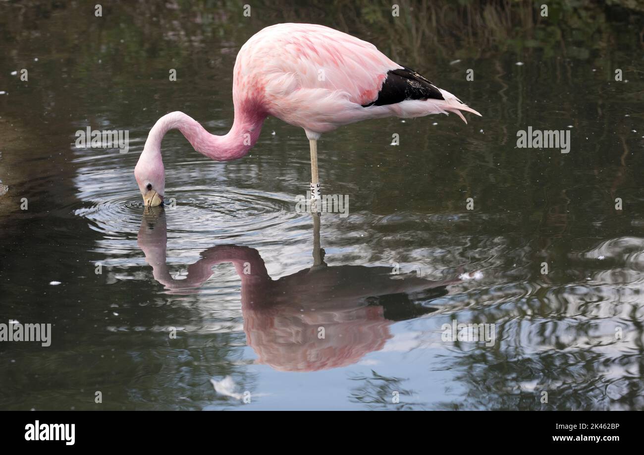 Andean flamingo Phoenicoparrus andinus feeding at the Wildfowl and Wetlands Trust, Slimbridge, UK Stock Photo