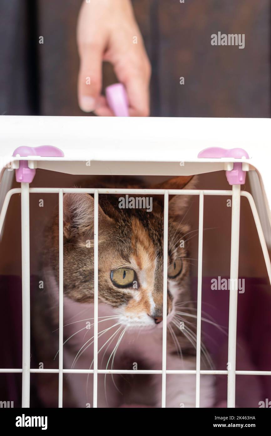 Scared cat looking outside of an animal cage or carrier in the way to