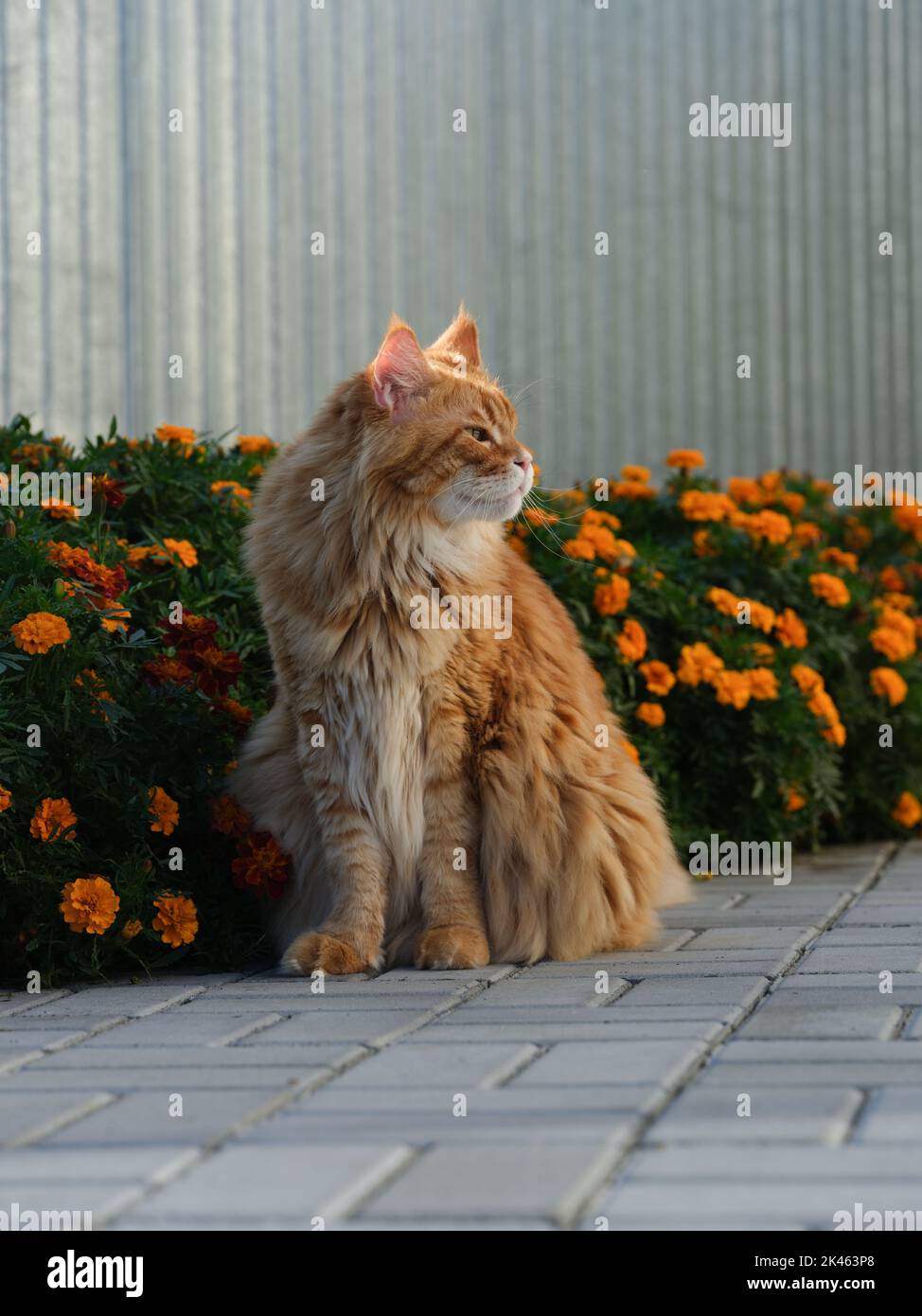 A red Maine Coon cat sitting in a flower garden. Close up. Stock Photo