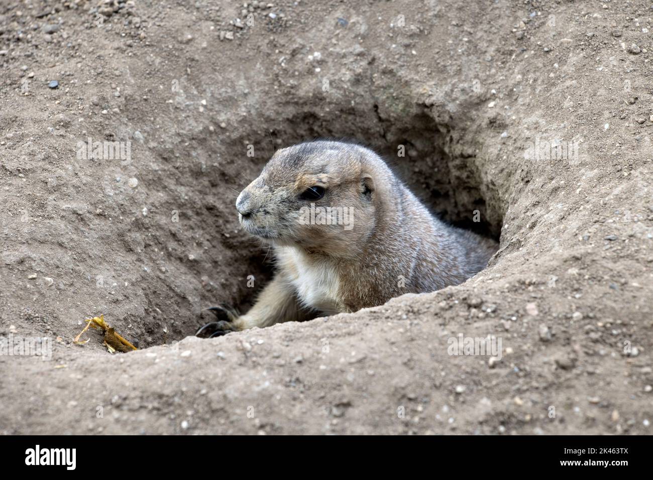 Black-tailed prarie dog Cynomys ludovicianus outside burrow at All Things Wild, Honeybourne, UK Stock Photo