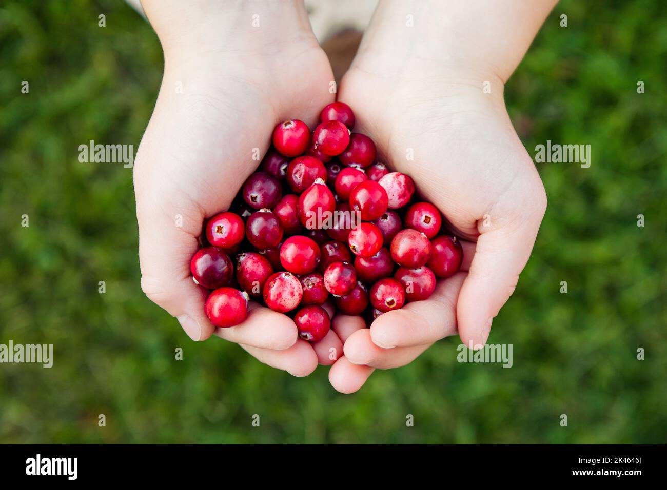 Above view of child hands holding pile of fresh red cranberries known as Vaccinium oxycoccos or marshberry picked from marsh. Healthy snack. Stock Photo