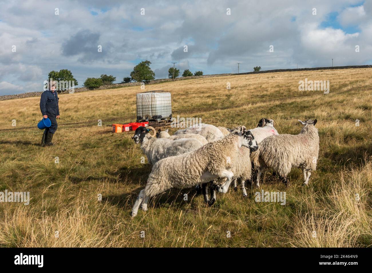 Farmer in a heatwave filling water buckets for the sheep with a smile, Yorkshire Dales National Park, England, UK Stock Photo