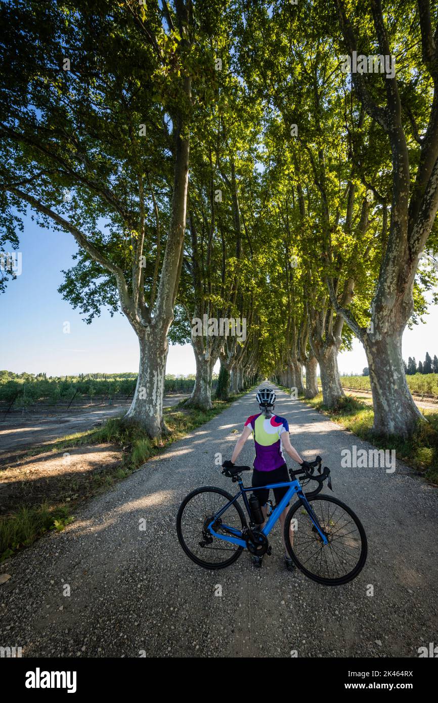 Female road cyclist poses in a tree lined avenue close to Graveson, Provence, France. Stock Photo