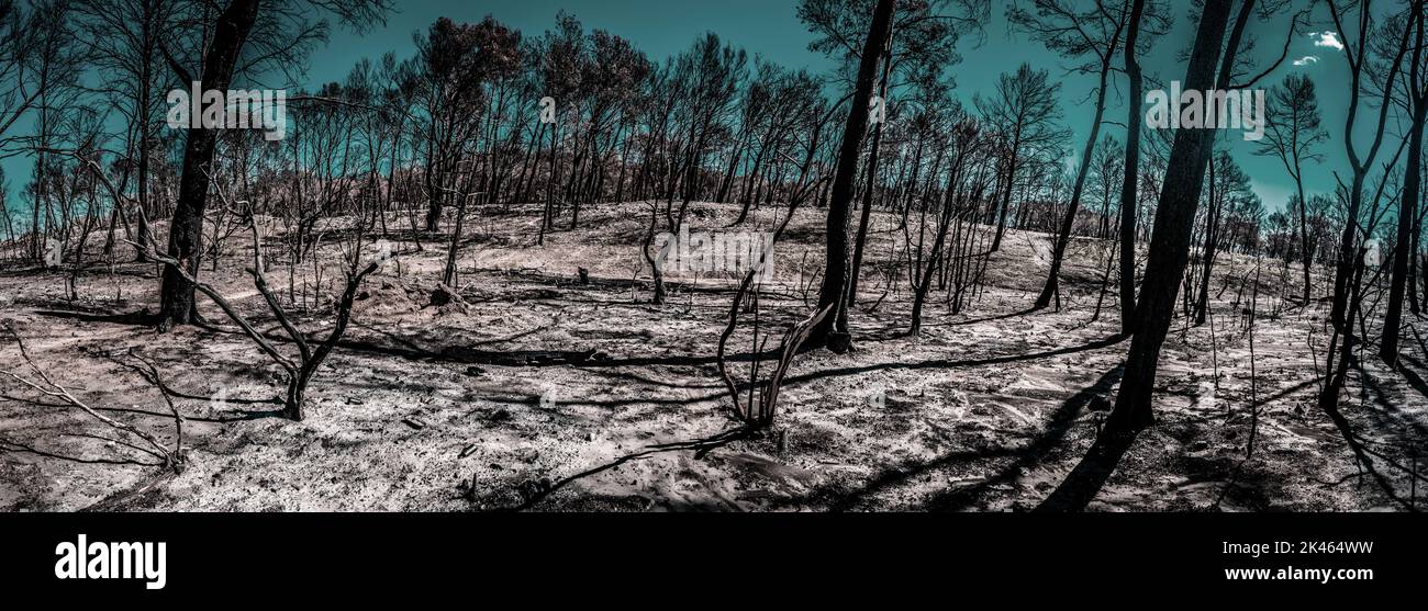 Fire damaged woodland slowly starting to recover form Summer wild fires D81 road,close to Graveson, Provence, France. September 2022. Stock Photo