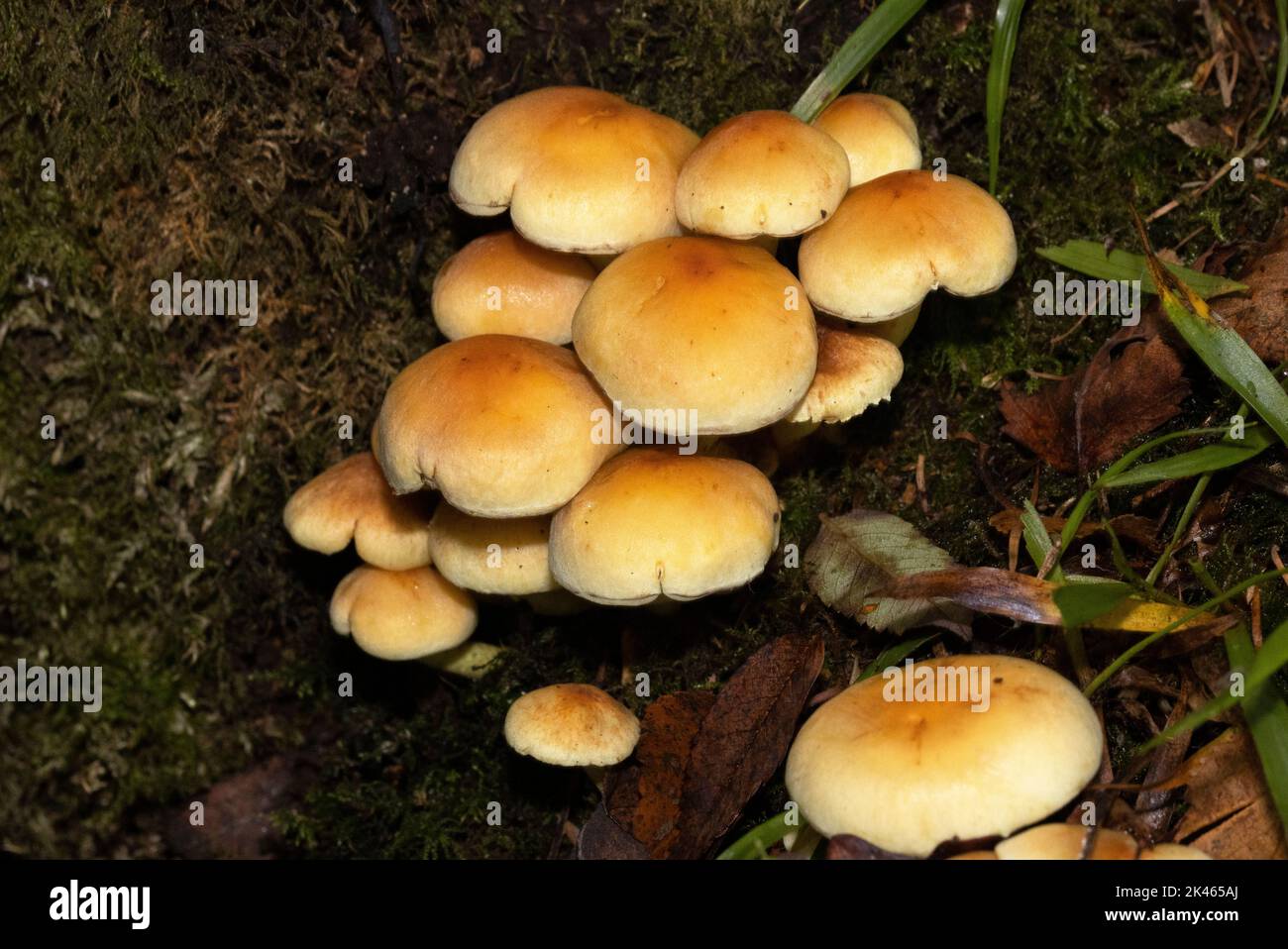 Often found on dense clumps on dead deciduous wood, the Sulphur Tuft is widespread and very common. They form spectacular trooping formations in autum Stock Photo