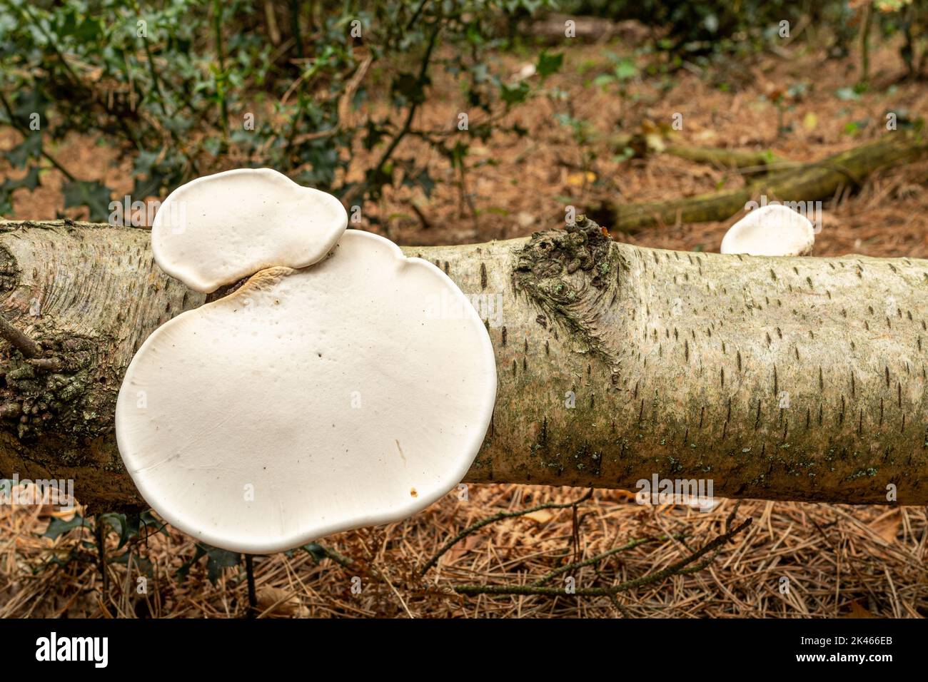 Birch polypore fungus (birch bracket, Fomitopsis betulina) growing on