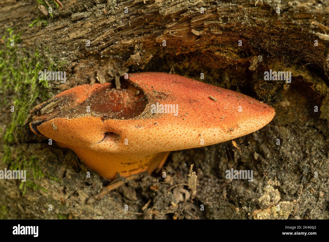 Beefsteak fungus (Fistulina hepatica) on oak tree in deciduous woodland during autumn, UK Stock Photo