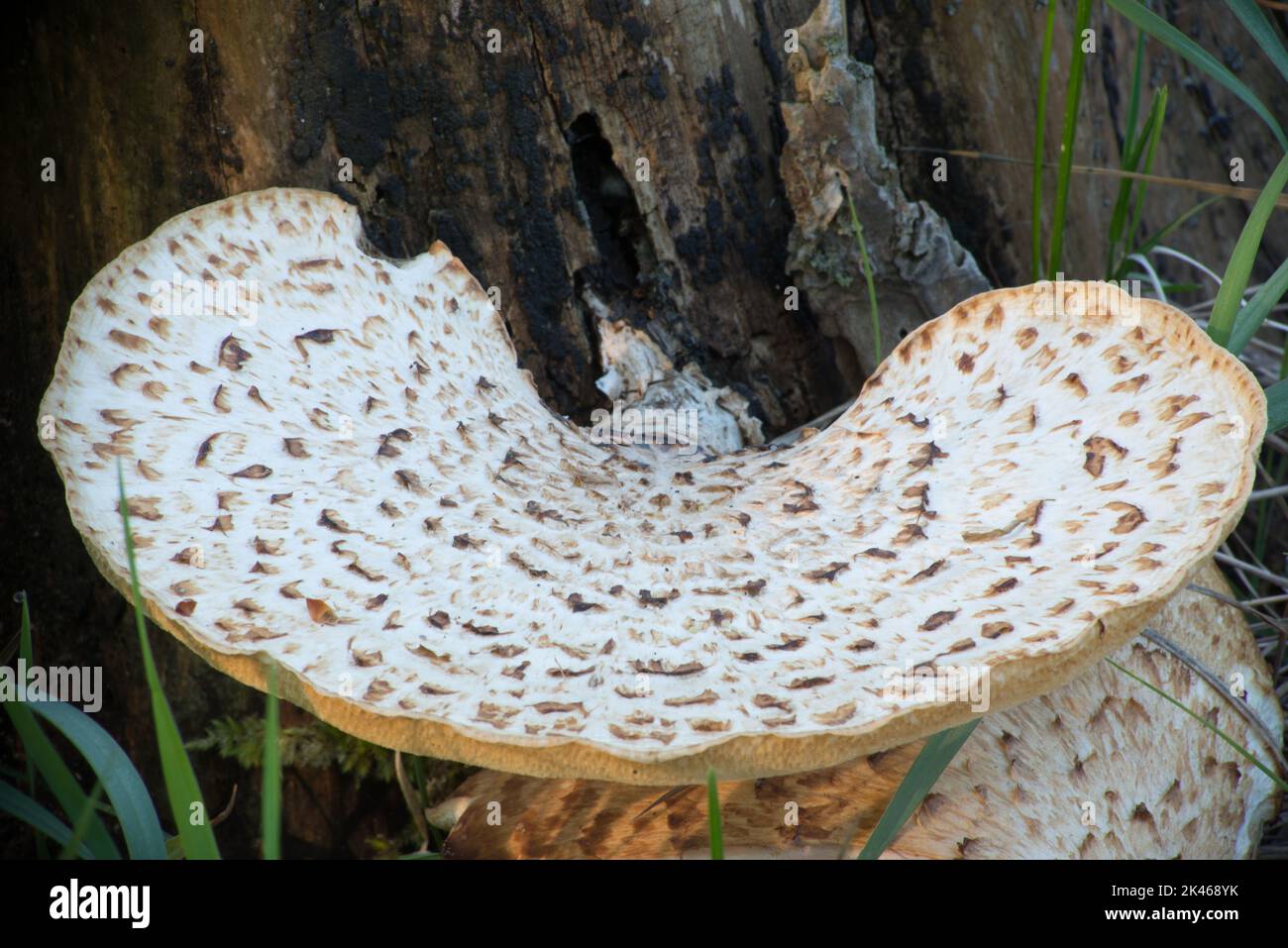 On a walk in the local forest a mushroom seems to be smiling at all those who pass by. Stock Photo