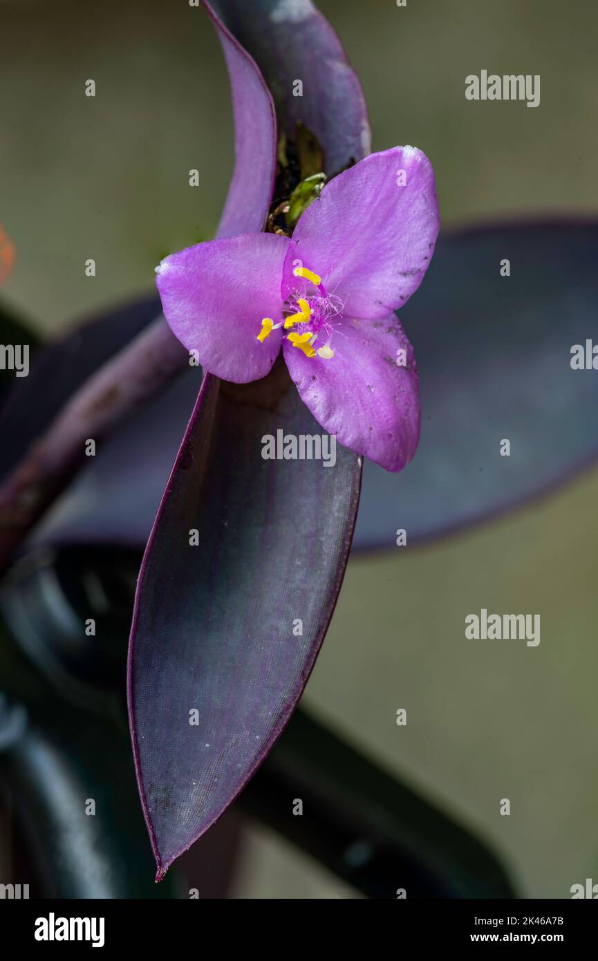 Flowering of Tradescantia pallida purple heart of the Commelinaceae family. Abruzzo, Italy, Europe Stock Photo