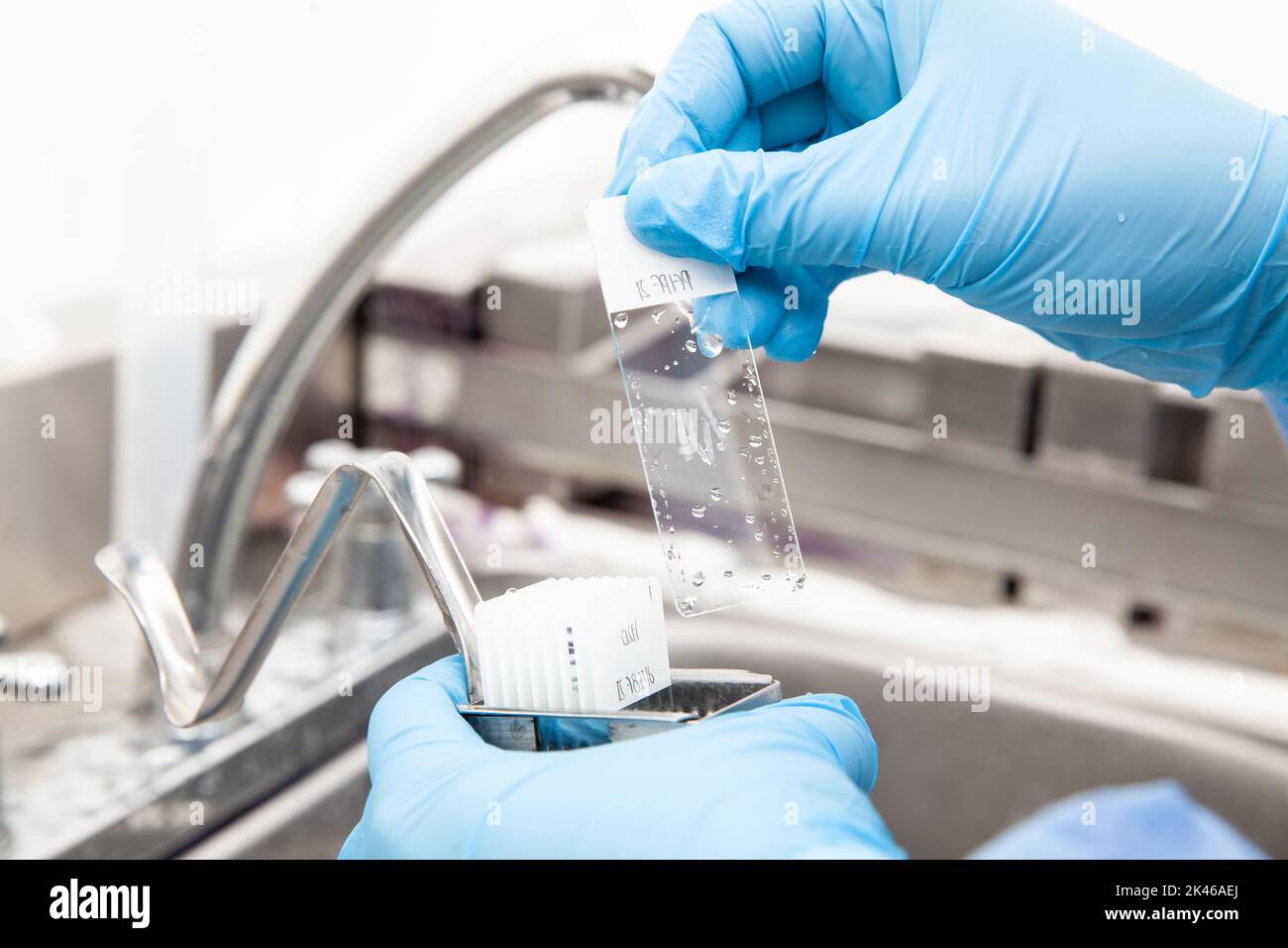 Scientist showing a dewaxed tissue samples in the laboratory. Xylene