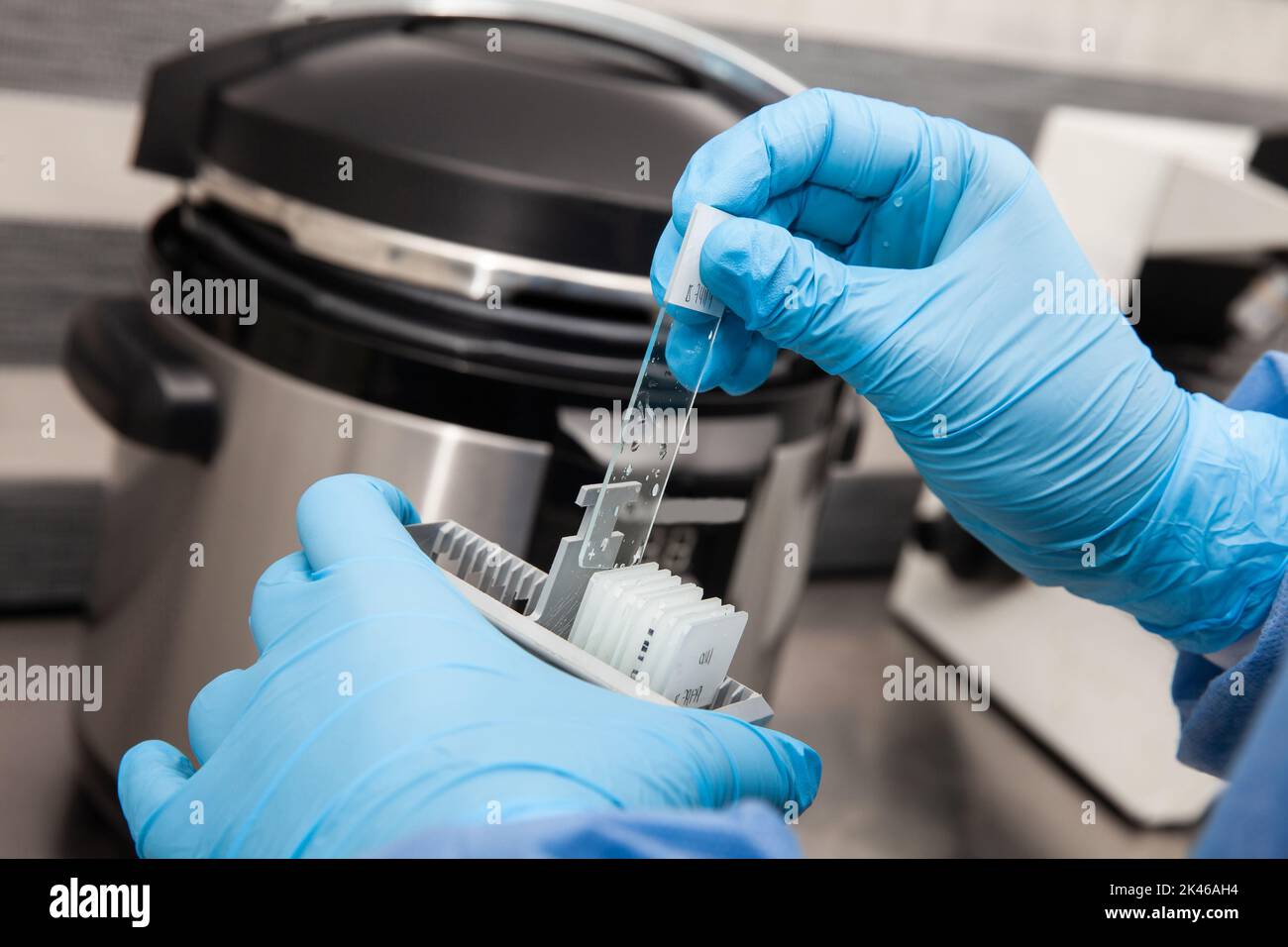 Scientist preparing slides with tissue samples for immunohistochemistry