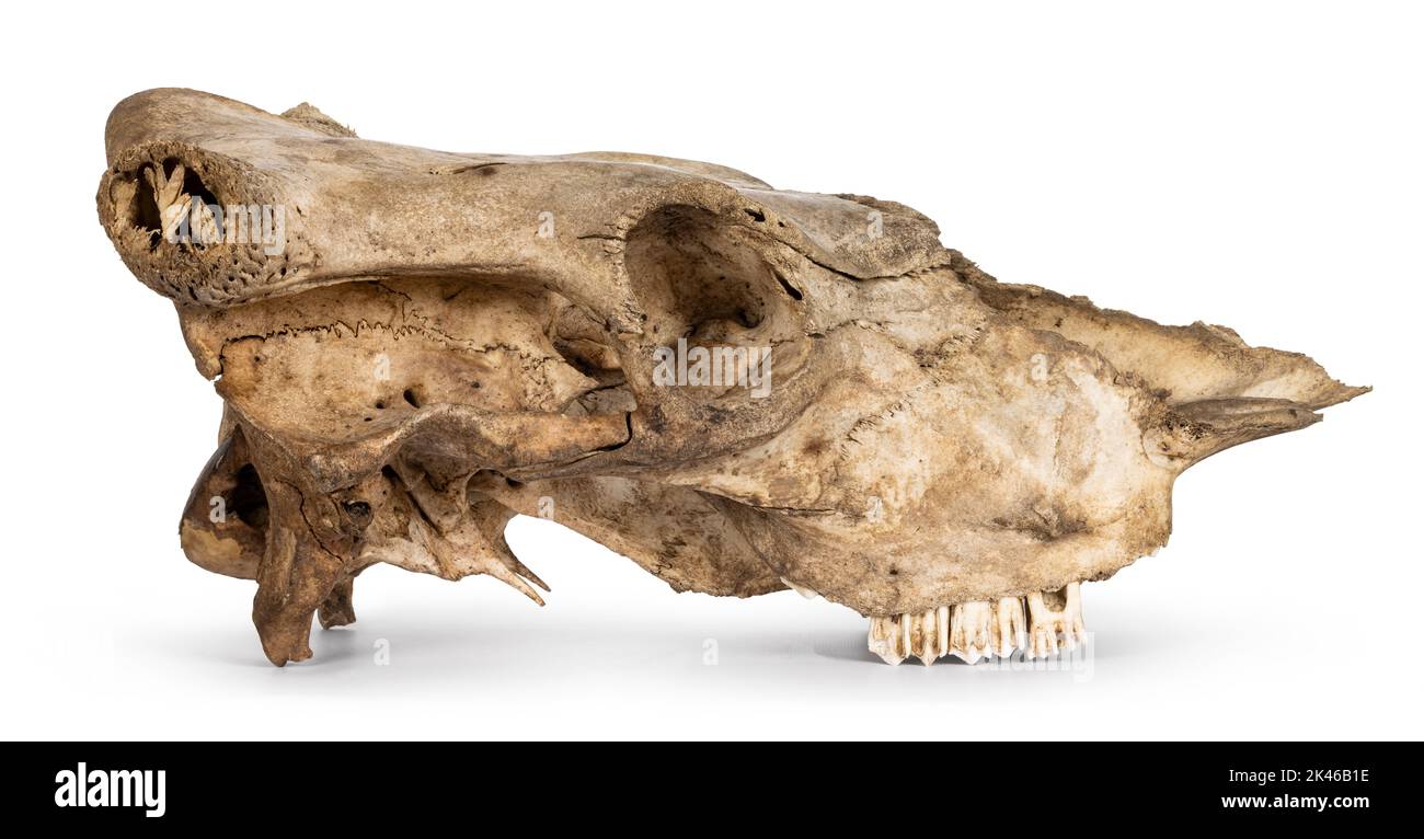 Side view of cow skull. Isolated on a white background. Stock Photo