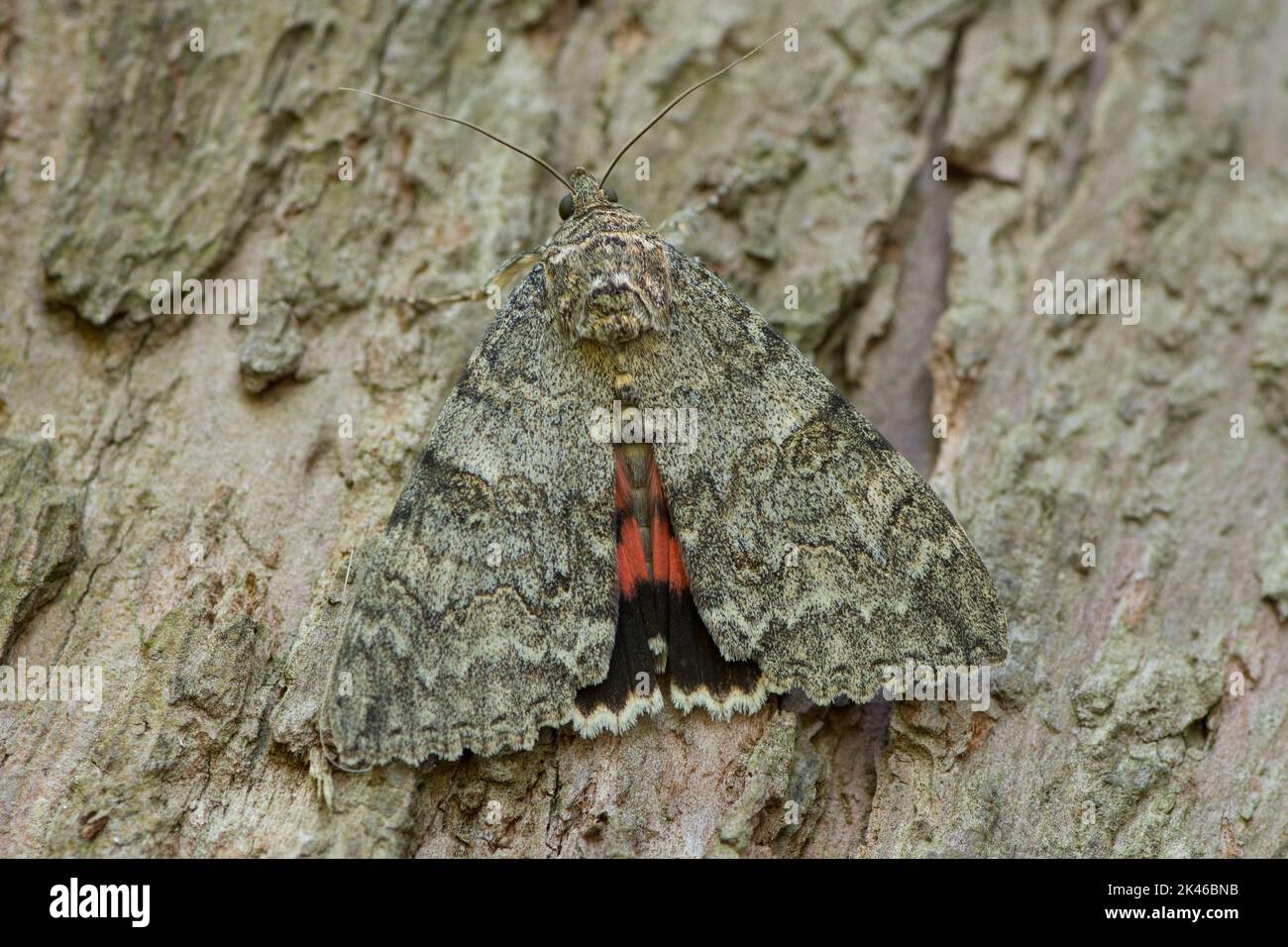 Red Underwing moth, Catocala nupta, Sussex, camouflaged on bark of tree trunk, UK, August Stock Photo