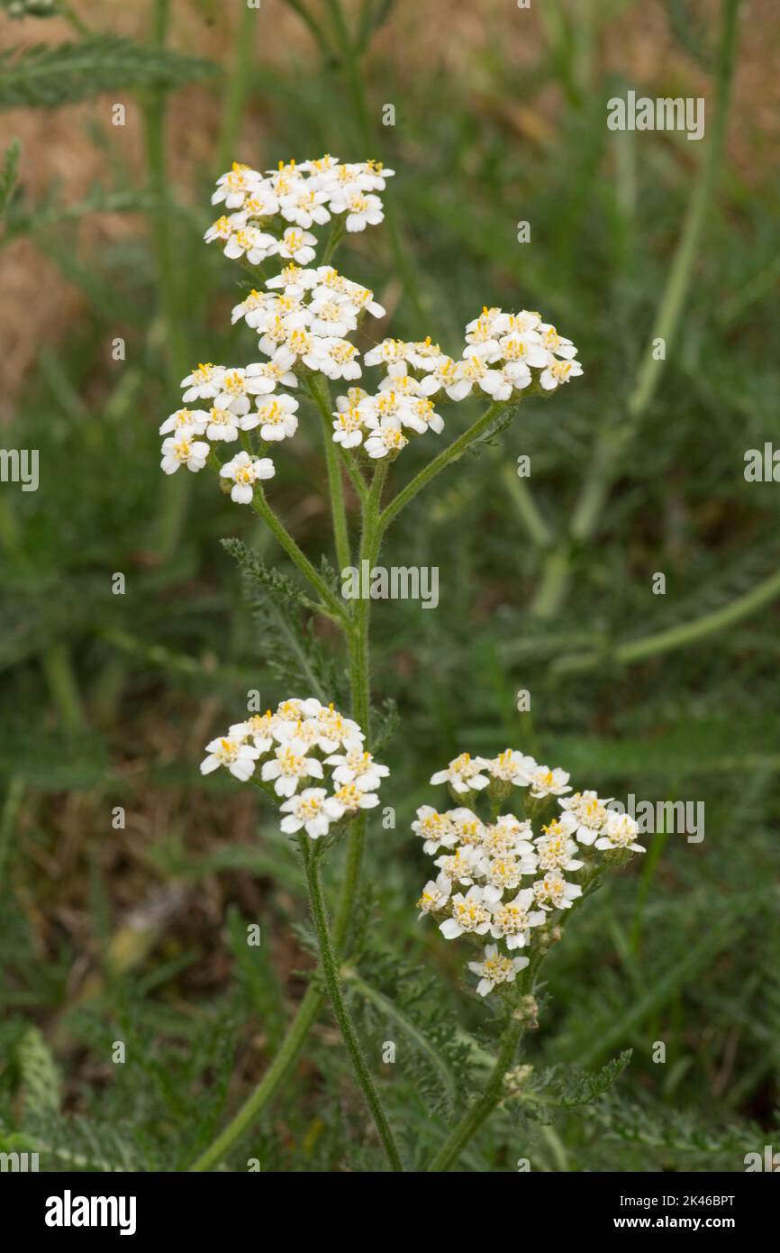 Yarrow, Achillea millefolium, wild flowers, weed, surviving drought in a dried out lawn of dead grass, Sussex, UK, August Stock Photo