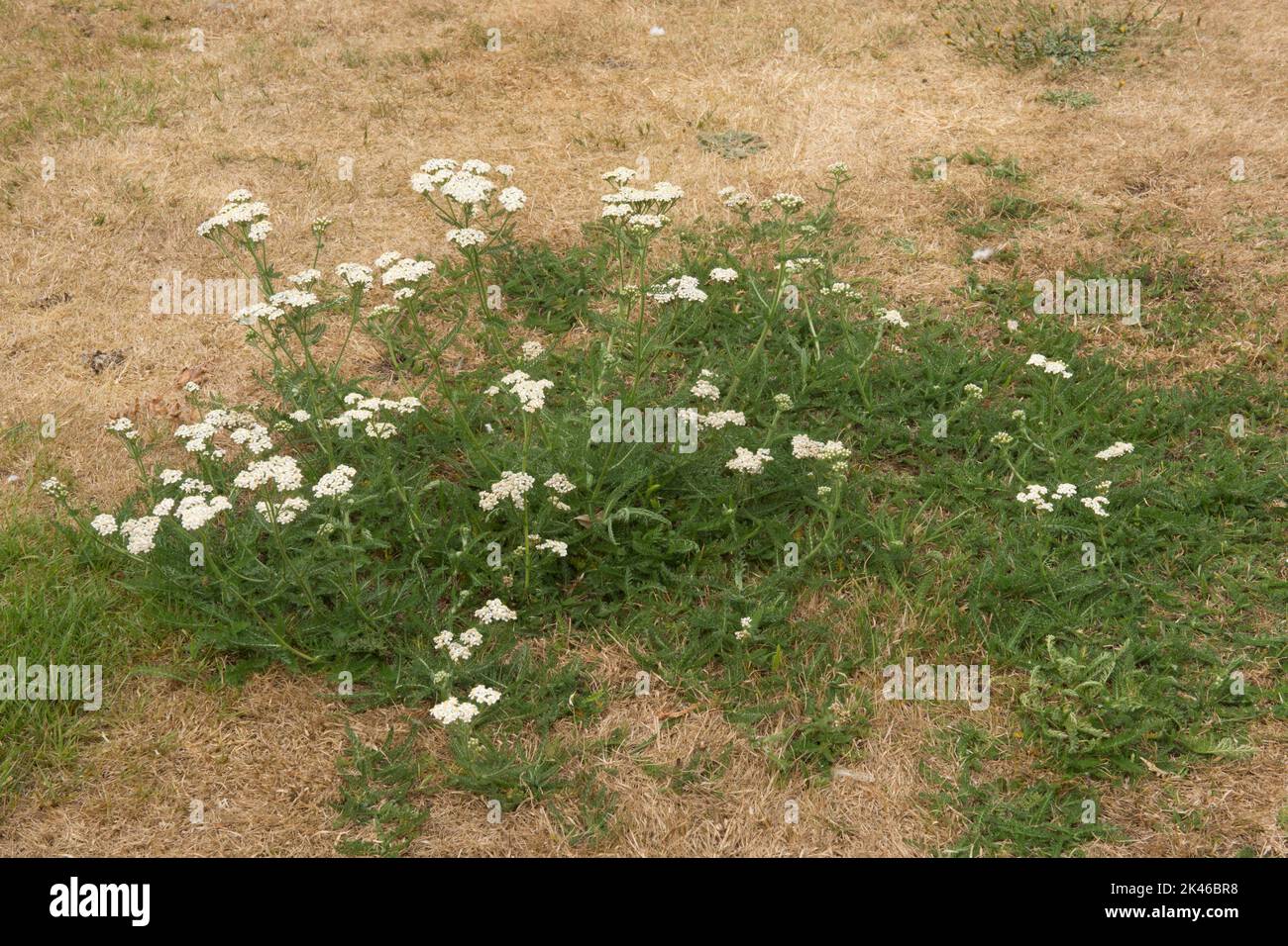 Yarrow, Achillea millefolium, wild flowers, weed, surviving drought in a dried out lawn of dead grass, Sussex, UK, August Stock Photo