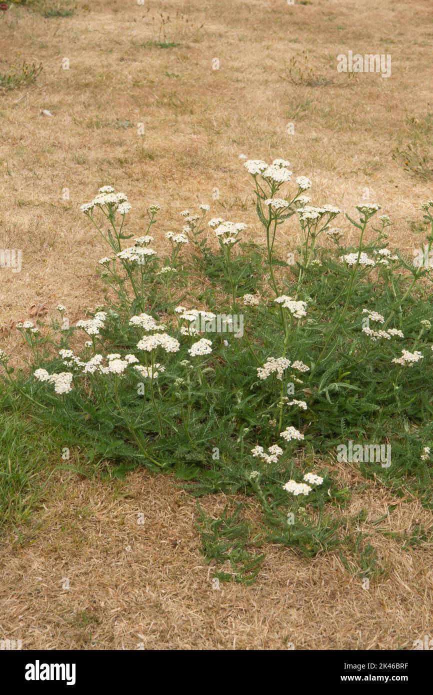 Yarrow, Achillea millefolium, wild flowers, weed, surviving drought in a dried out lawn of dead grass, Sussex, UK, August Stock Photo