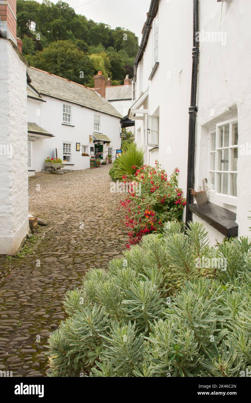 quaint old white cottages on narrow side street in village of Clovelly, North Devon, UK, August. Stock Photo