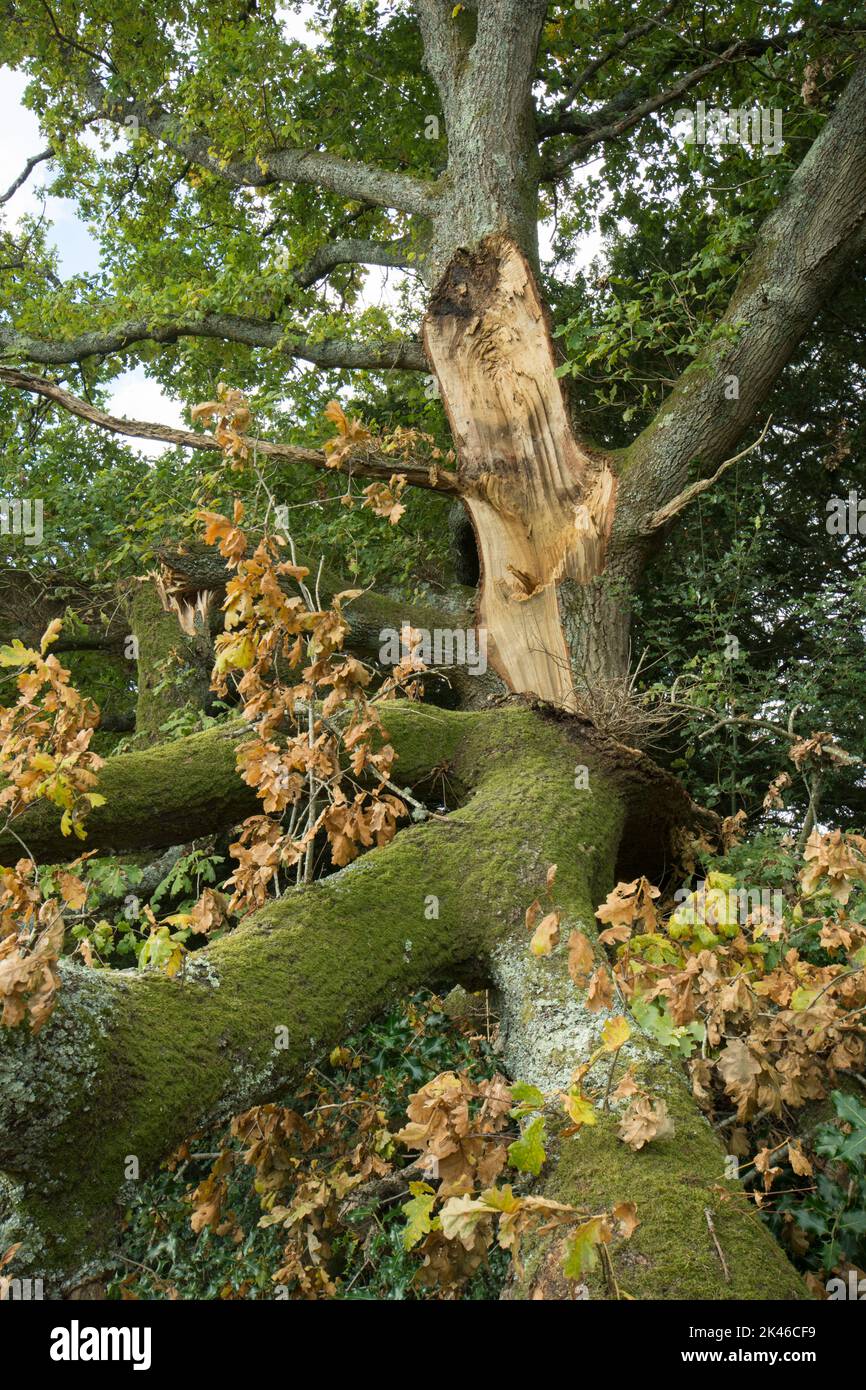 Pedunculate oak, English oak, Quercus robur, branch snapped off probably due to weight of acorns, September, Stock Photo
