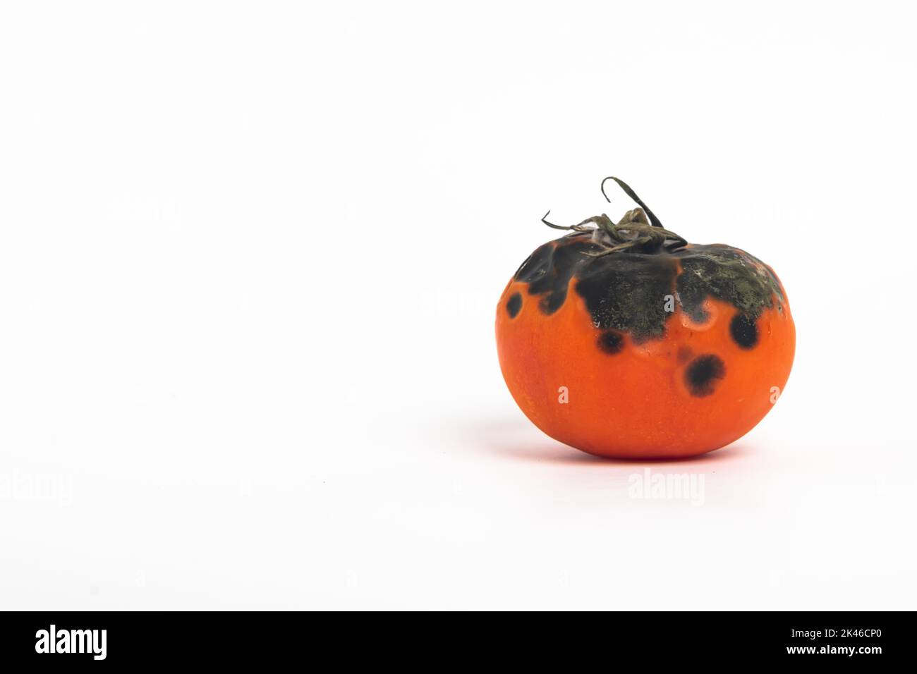 Rotten tomato. Mold on vegetables. Rotten product.missing vegetable isolated on white background Stock Photo