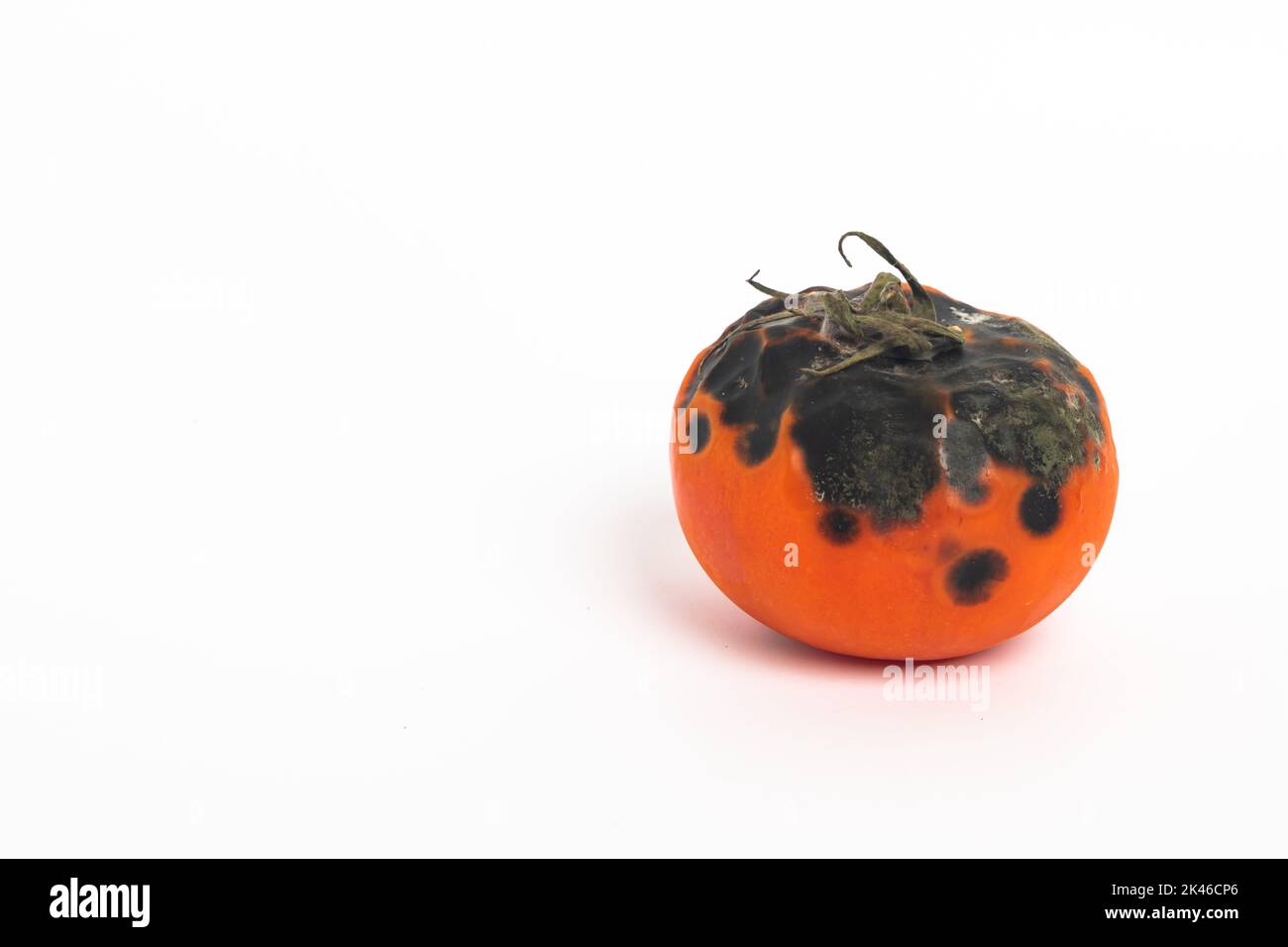 Rotten tomato. Mold on vegetables. Rotten product.missing vegetable isolated on white background Stock Photo