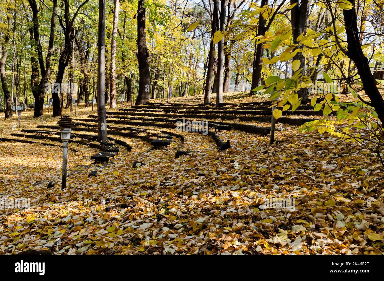 Perennial improvised amphitheater in a colorful autumn forest with branching trees with beautiful leaves, some of which profusely covered the ground, Stock Photo