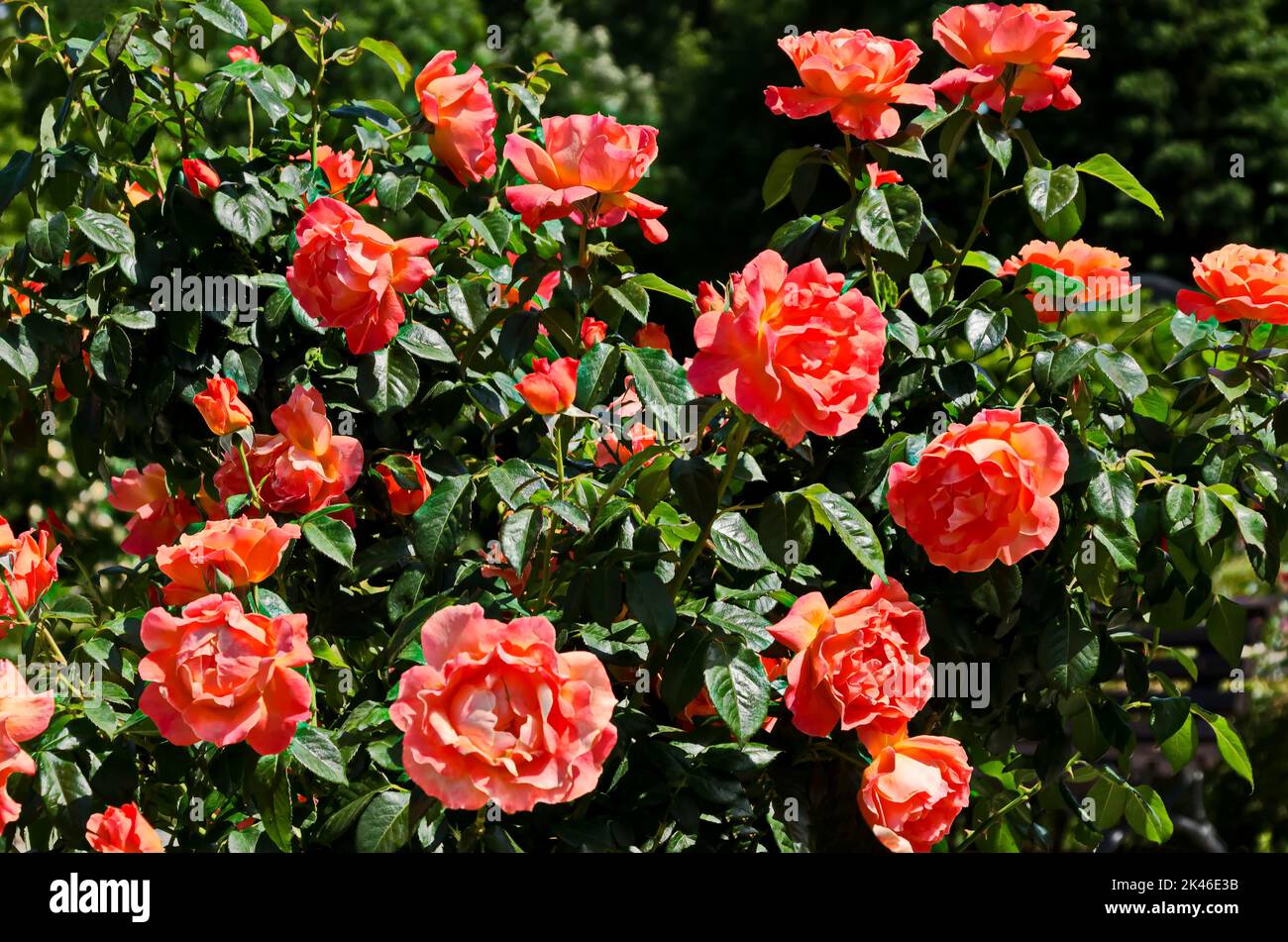 Blooming bush with rosy flowers in the rose garden, Sofia, Bulgaria Stock Photo
