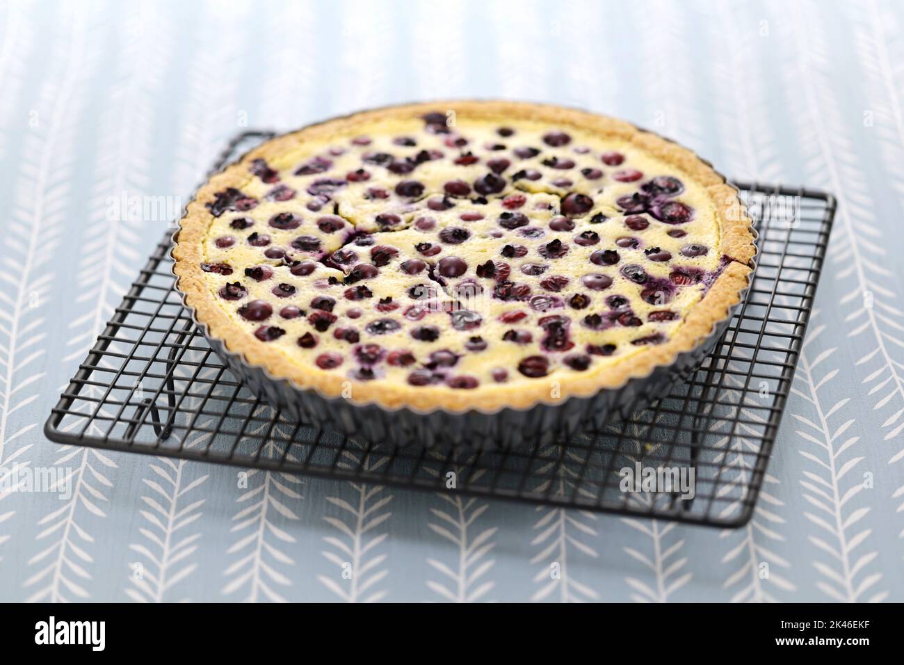 Finnish blueberry pie ( mustikkapiirakka ) on a cake cooler Stock Photo