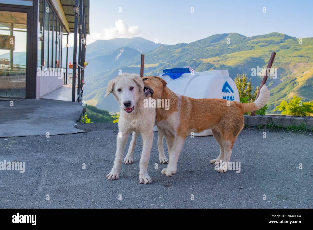 beautiful two dogs play with each other in georgia Stock Photo - Alamy