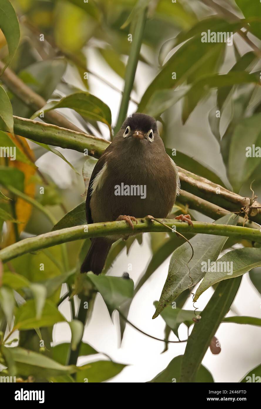 Black-capped Speirops (Zosterops lugubris) adult perched on stem