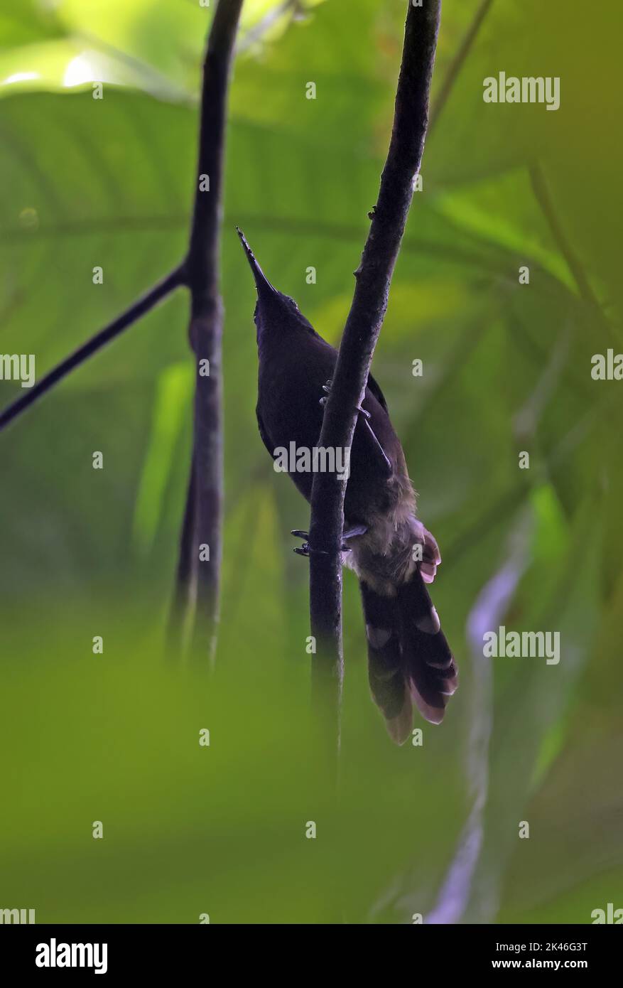 Giant Sunbird (Dreptes thomensis) adult perched on twig, endemic