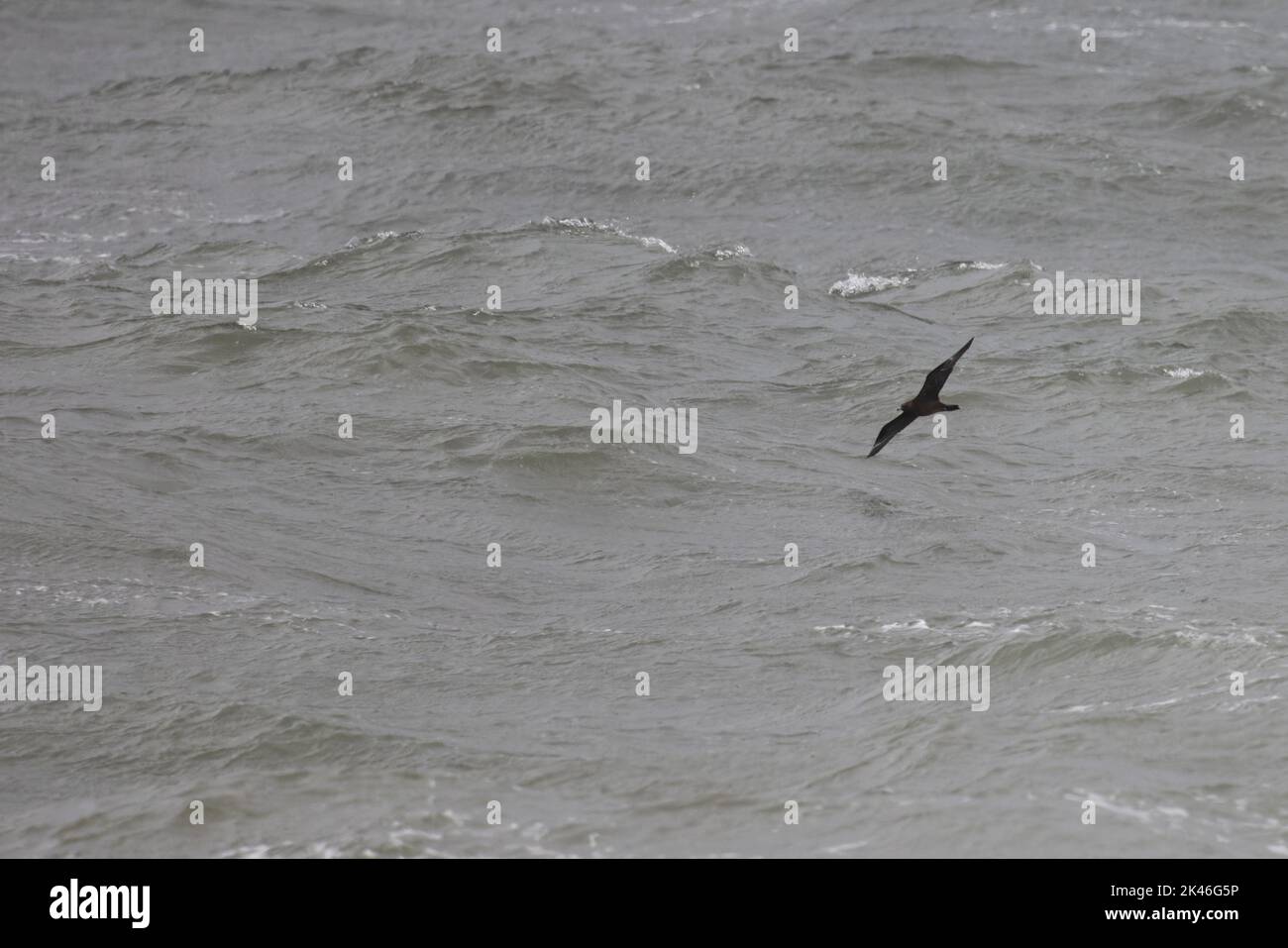 Arctic Skua (Stercorarius parasiticus) flying acroos the wavy sea Norfolk UK GB September 2022 Stock Photo