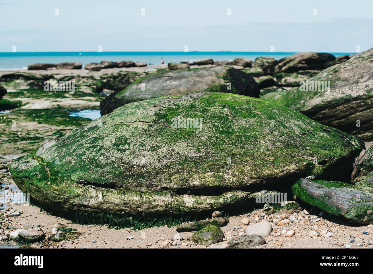 A rock covered in seaweed on the Northern French coast at Audresselles Stock Photo