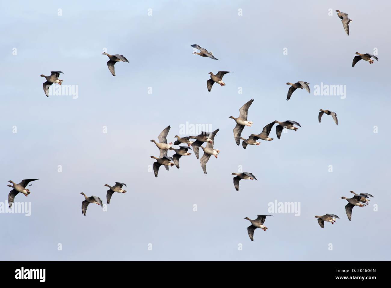 Pink-footed Goose (Anser barchyrhynchus) flock flying whiffling Norfolk UK GB September 2022 Stock Photo