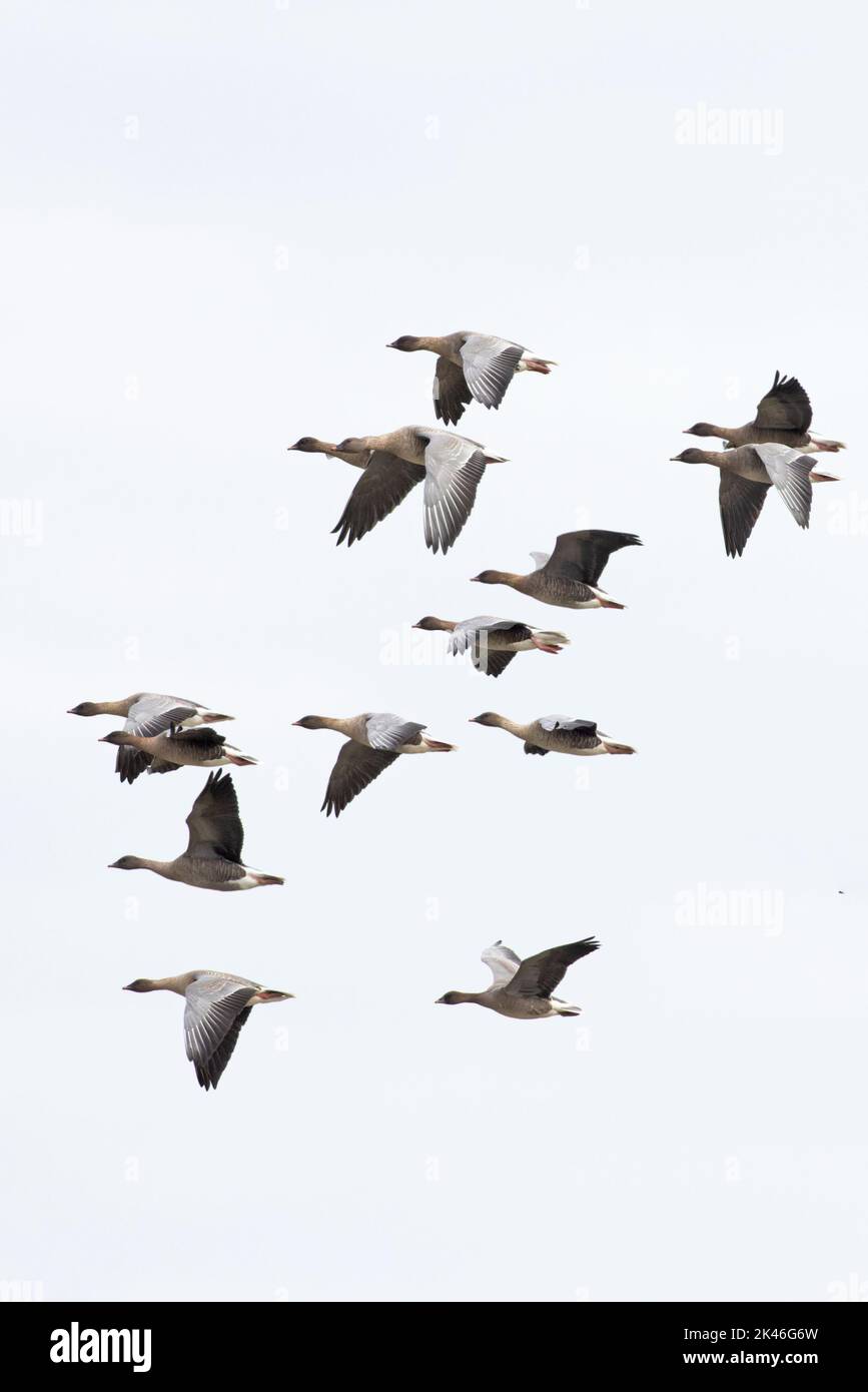 Pink-footed Goose (Anser barchyrhynchus) flock flying Norfolk UK GB September 2022 Stock Photo