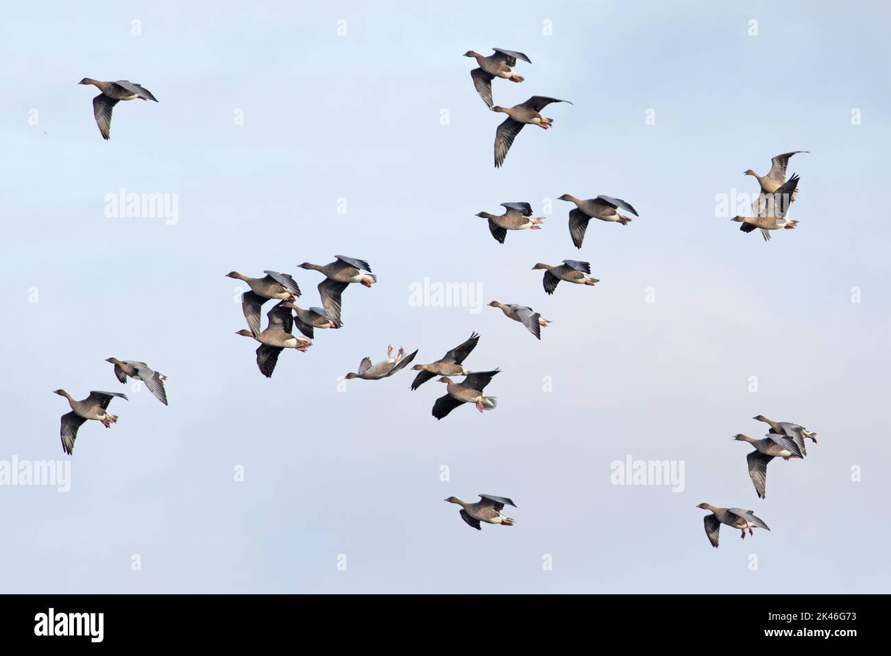 Pink-footed Goose (Anser barchyrhynchus) flock flying whiffling & upside down Norfolk UK GB September 2022 Stock Photo