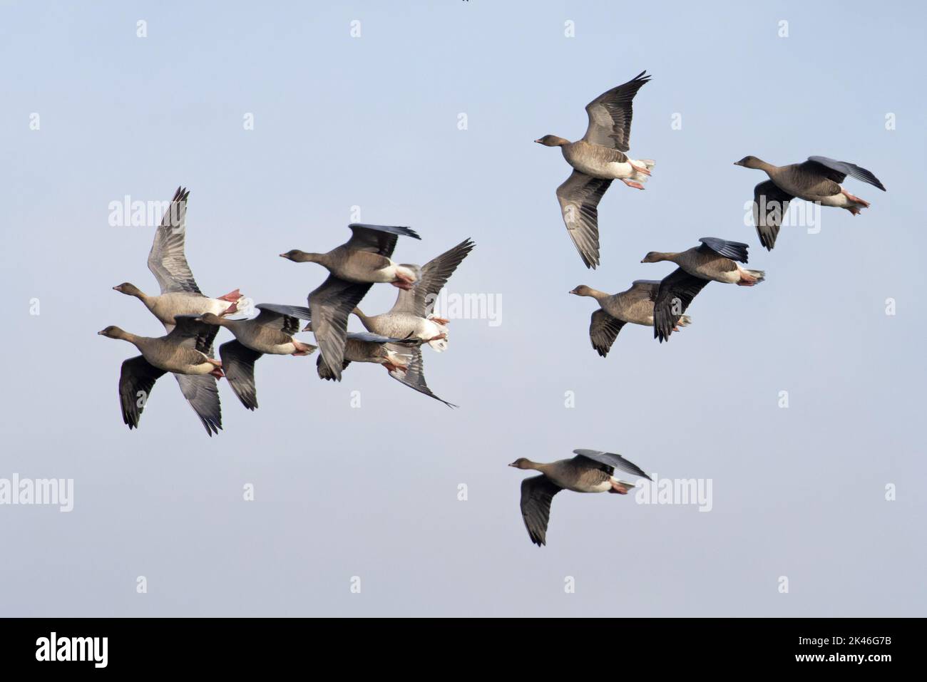 Pink-footed Goose (Anser barchyrhynchus) flock flying whiffling Norfolk UK GB September 2022 Stock Photo