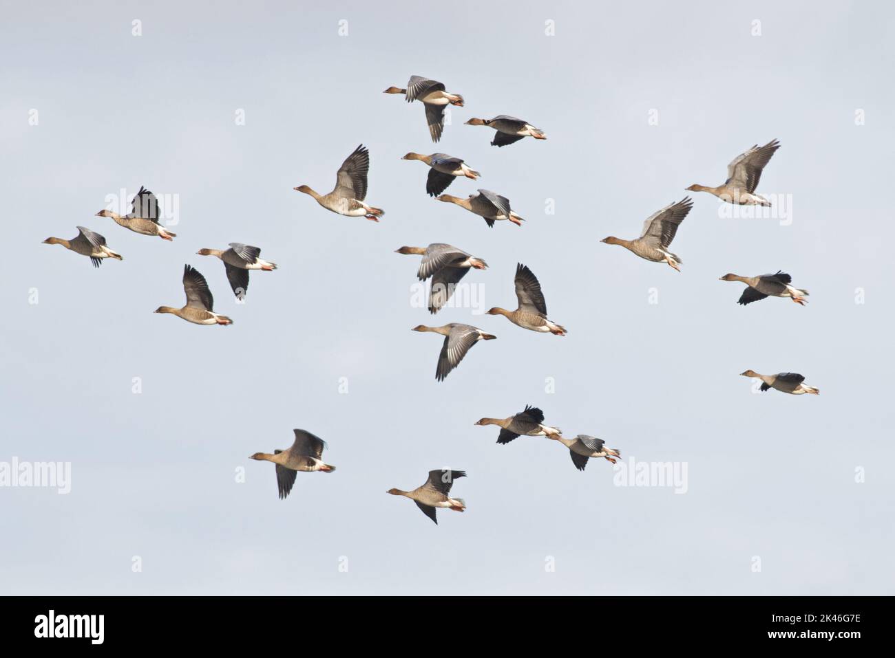 Pink-footed Goose (Anser barchyrhynchus) flock flying Norfolk UK GB September 2022 Stock Photo