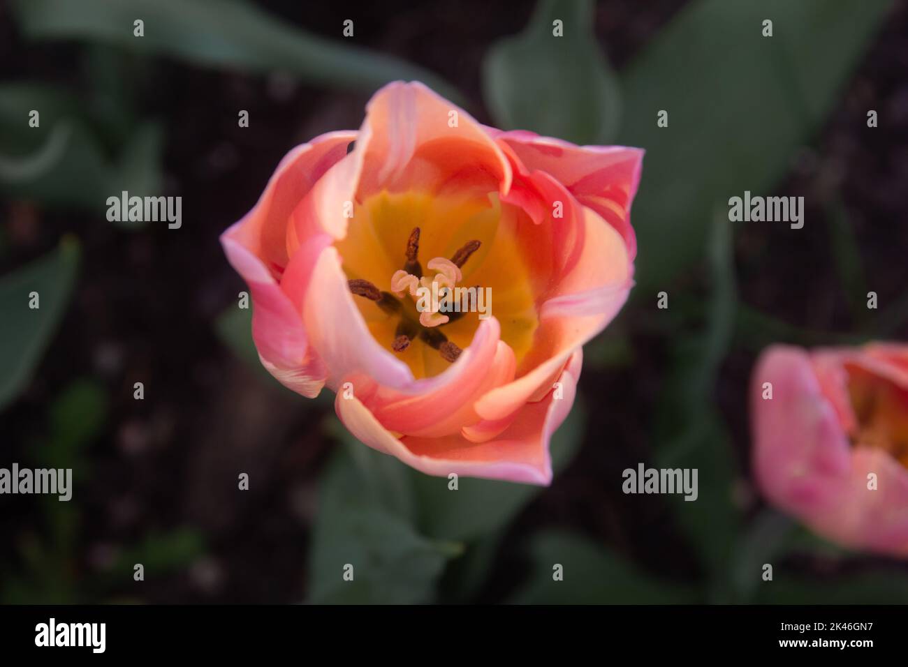 Bright red yellow tulip, top view of a single orange and yellow tulip ...