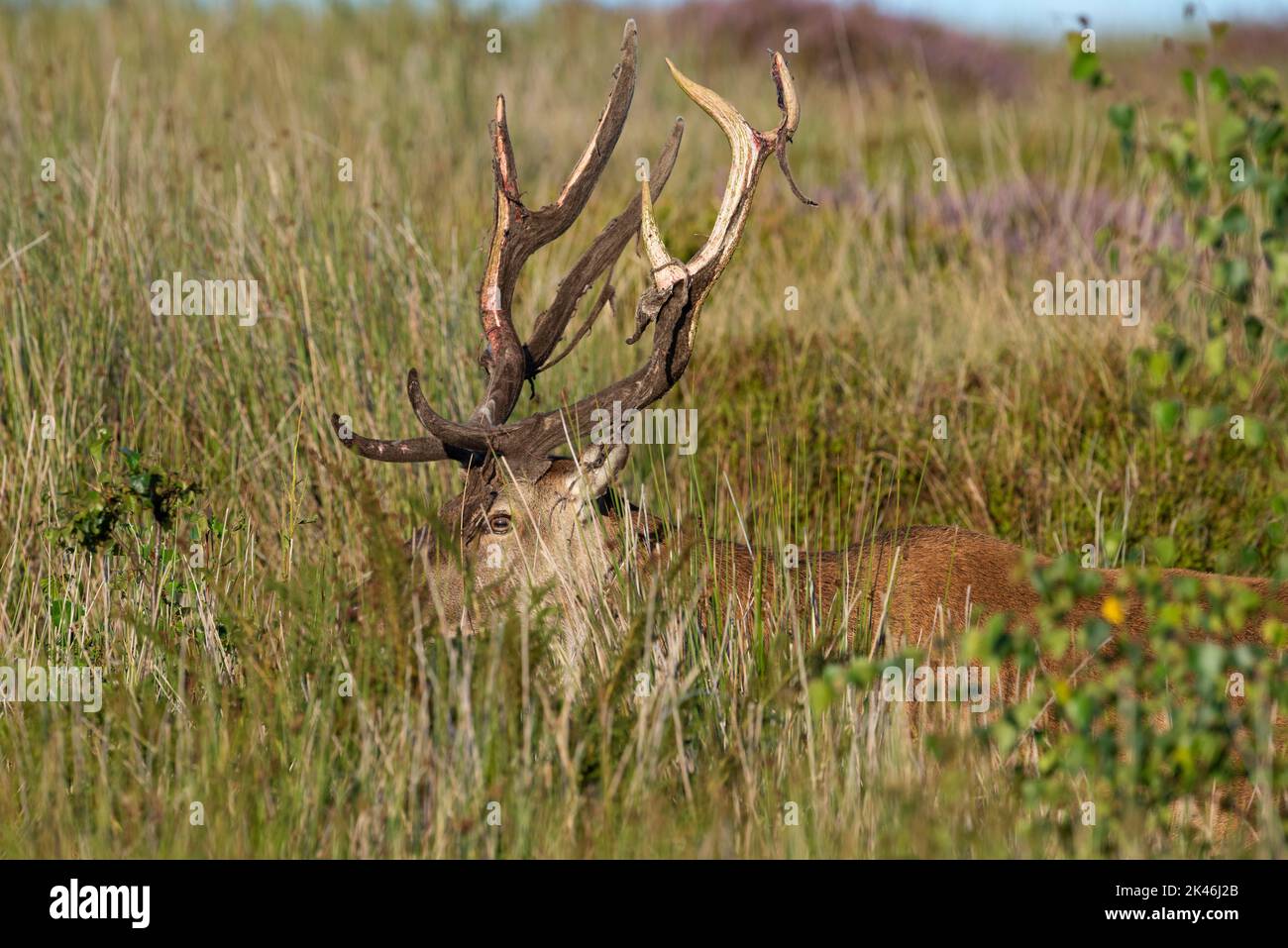 Red deer stags (Cervus elaphus) in late summer rubbing the velvet off their antlers. Stock Photo