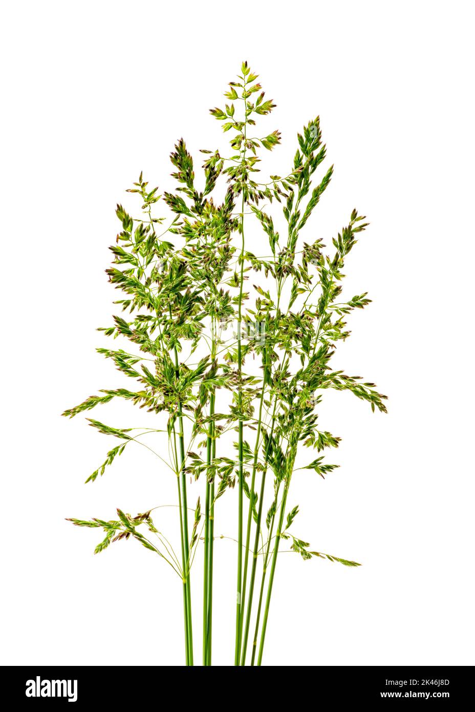 young tuft grass on white background close-up in the studio Stock Photo