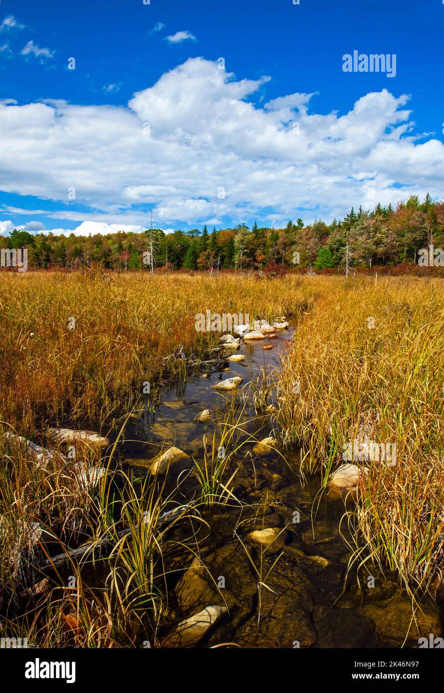 Hagen Run, a tributary of the Lehigh and Delaware Rivers, flows through abandoned beaver pond