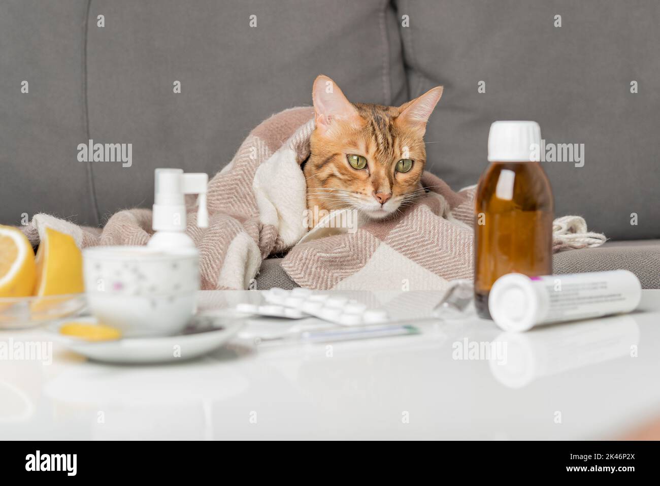 Sick cat on the couch, wrapped in a blanket. A young cat with flu or