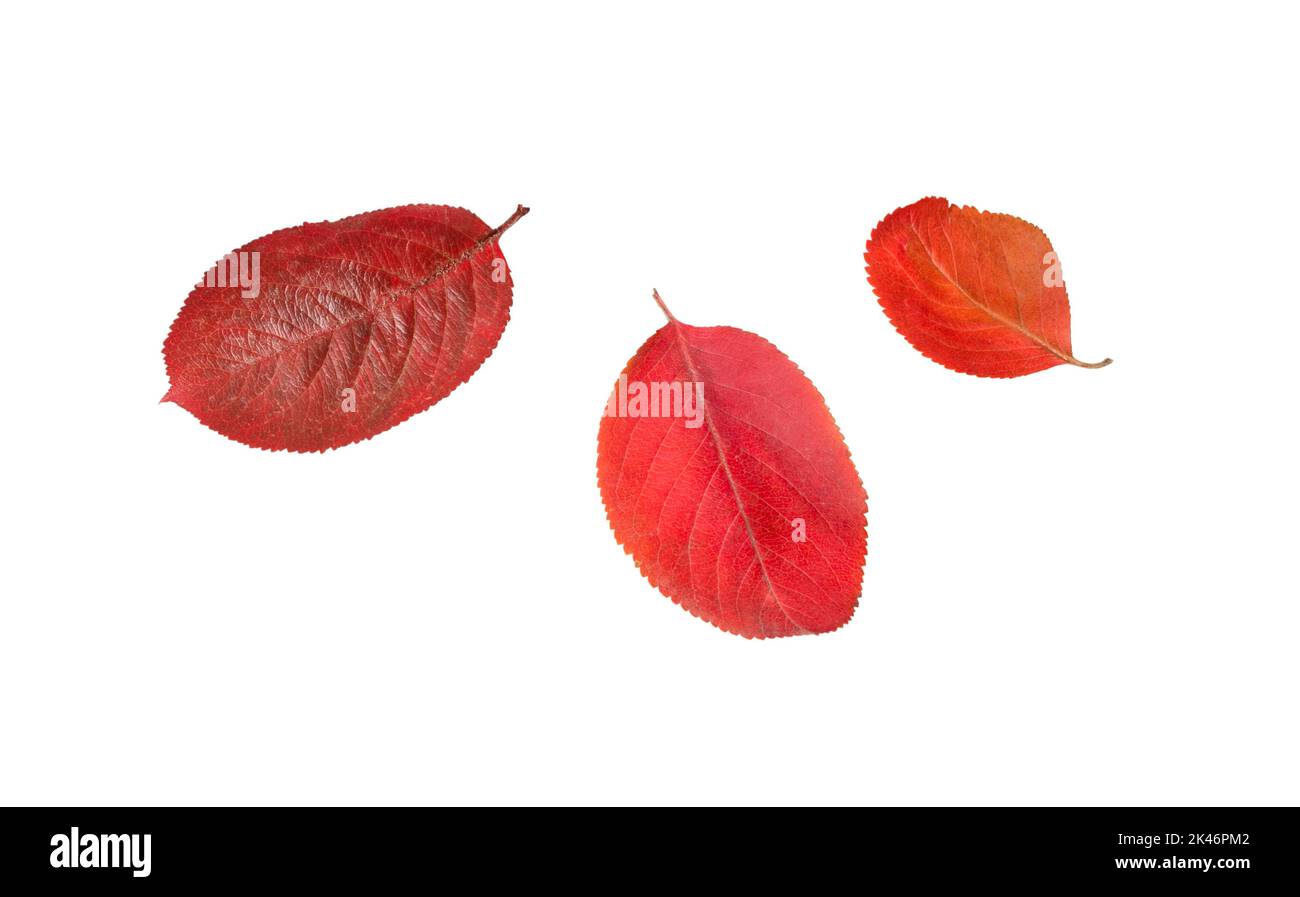Isolated leaves. Autumn red leaves isolated on a white background. Stock Photo
