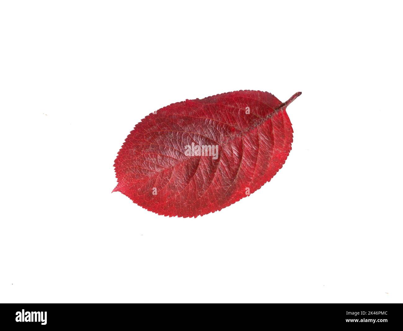 Isolated leaves. Autumn red leaves isolated on a white background Stock ...