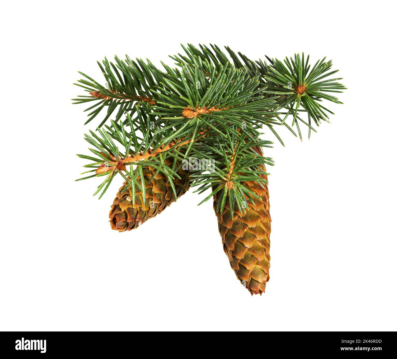 Fir tree branch and cones isolated on white background.  Pine branch. Stock Photo