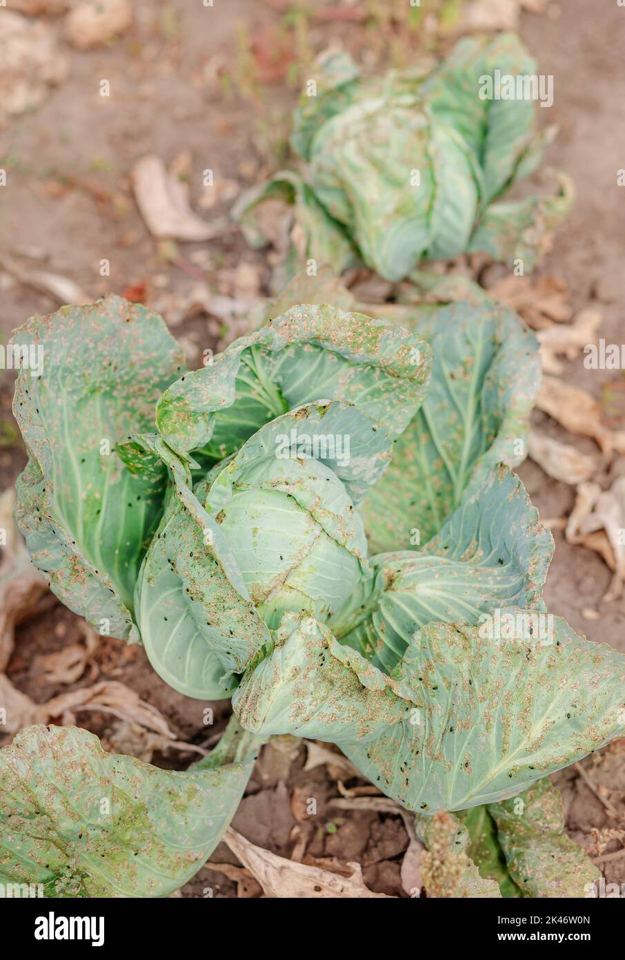 Cabbage in the agriculture field, eaten by slugs. Sick cabbage leaves