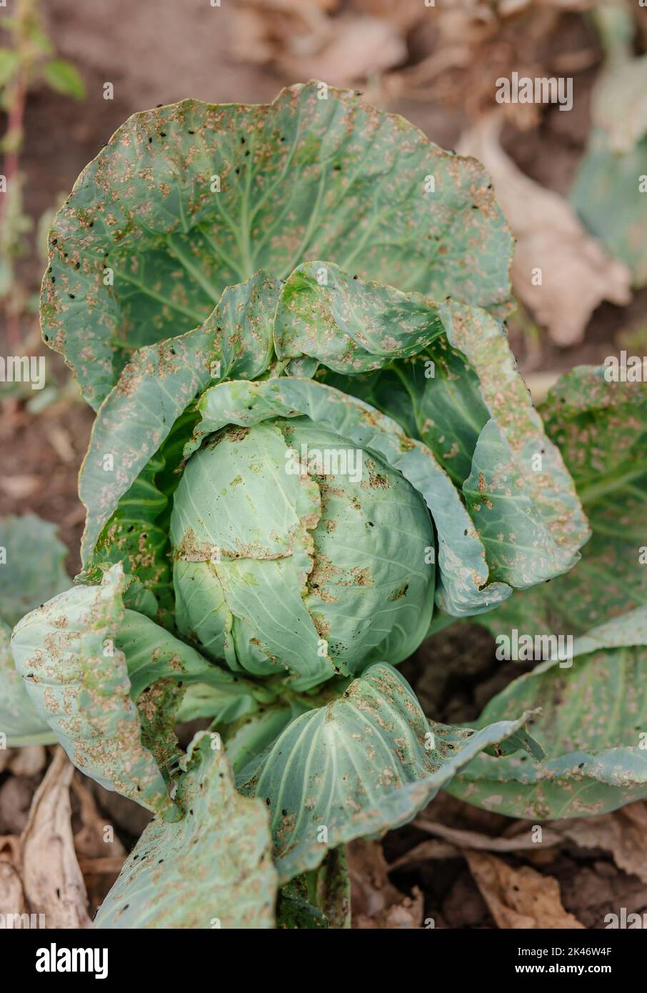 Cabbage in the agriculture field, eaten by slugs. Sick cabbage leaves affected by pests and pathogenic fungi. Stock Photo